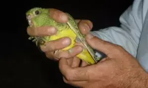 Largest group of critically endangered native parrot found in Australia