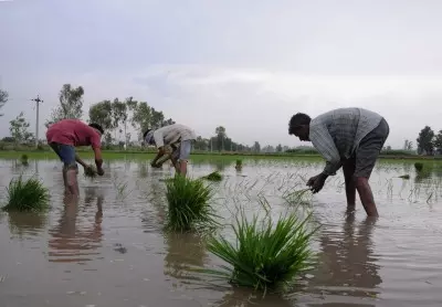 Kharif crop sowing exceeds 1,104 lakh hectares: Centre
