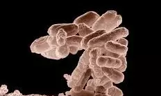 E. coli causes intestinal flu outbreak in Egypt