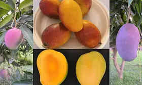 Colourful mangoes on your plate soon, UP-based institute to introduce two varieties