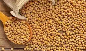 MP govt to start soybean procurement process from tomorrow