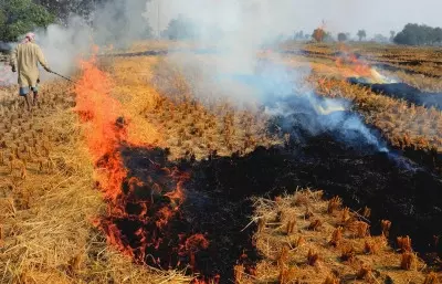 SC seeks report from CAQM on steps taken to curb stubble burning