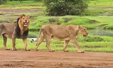 Gujarat gives added protection to Asiatic lions with 1.84 lakh hectare ESZ around Gir