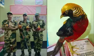 BSF seizes exotic golden pheasants along Indo-Bangladesh Border