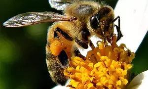 Maltas honeybee declared national insect