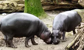 Namibia drills more boreholes to save stranded hippos