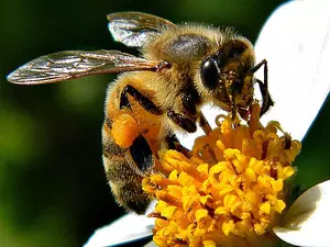 Maltas honeybee declared national insect