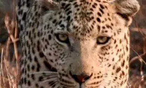 Drones deployed to trace movements of leopard in Andhra Pradesh