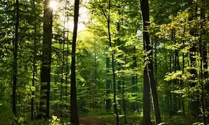 How India can unlock full agroforestry potential, empower farmers: EAC-PMs game-changing tips