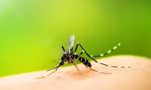 Bihar records more than 2,600 cases of dengue this year