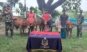 BSF arrests Bangladeshi smugglers, recovers 32 heads of cattle