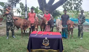 BSF arrests Bangladeshi smugglers, recovers 32 heads of cattle