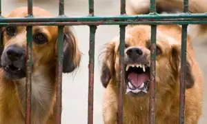 Rabies cases in Philippines up 23 per cent this year