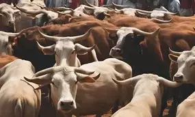 After Nagaland & Arunachal, ‘Gau Dhwaj Yatra’ organiser seer’s flight denied landing in Meghalaya