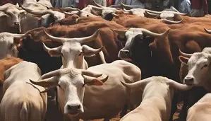 After Nagaland & Arunachal, ‘Gau Dhwaj Yatra’ organiser seer’s flight denied landing in Meghalaya