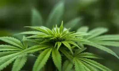 Case filed against MP Afzal Ansari over marijuana remarks