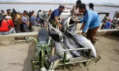 Indonesia begins first canned tuna export to Canada