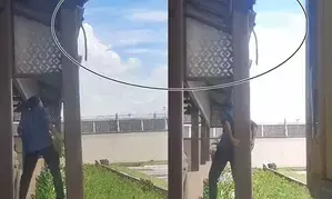 Monkey business: Four simians get up to mischief at Thiruvananthapuram Zoo, Kochi airport