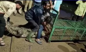 8.5-foot-long crocodile ventures in Vadodara residential area, rescued