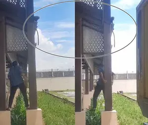 Monkey business: Four simians get up to mischief at Thiruvananthapuram Zoo, Kochi airport