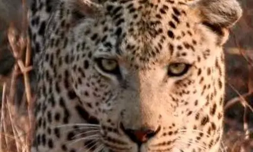 Leopard kills woman in Udaipur, shooting orders issued