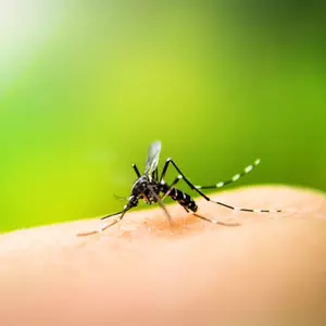 Cuba ready to help Sri Lanka combat dengue