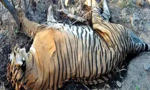 Dead tigers in Vietnam test positive for H5N1