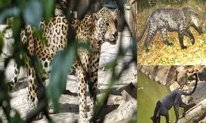 Odisha Leopard Estimation-2024 finds 696 big cats in state