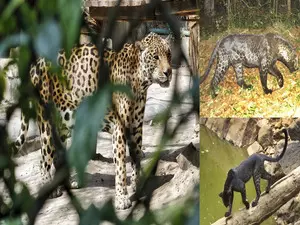 Odisha Leopard Estimation-2024 finds 696 big cats in state