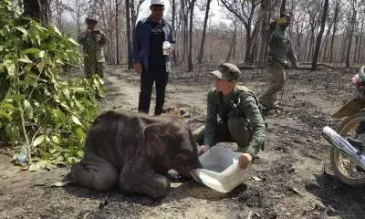 Rare Asian elephant found dead in bomb crater in Cambodia