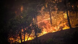 22 million hectares of forest affected by fires in Brazil