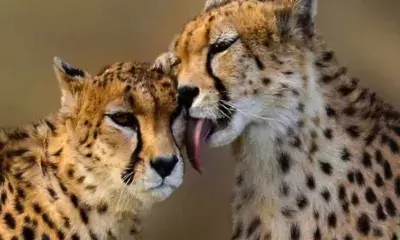 MP: Cheetahs likely to be shifted from KNP