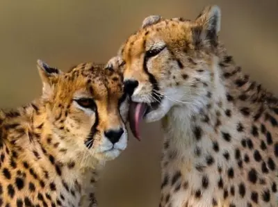 MP: Cheetahs likely to be shifted from KNP