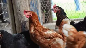 Japan reports first bird flu outbreak of the season