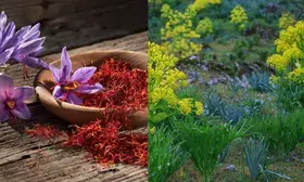 Afghanistan exports saffron, ferula asafoetida worth $77.5 million in 6 months