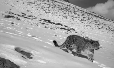 Mongolia emphasises snow leopard protection