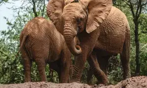 Nepal gifts two elephants to Qatar