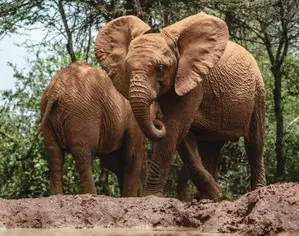 Nepal gifts two elephants to Qatar