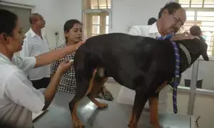 Gurugram: Kadipur Animal Hospital to be made veterinary centre of excellence