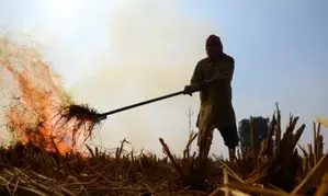 1,393 farm fires detected in Punjab, 874 FIRs registered: Special DGP