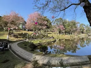 Meghalaya: Shillong Cherry Blossom Festival to take place in association with Japan