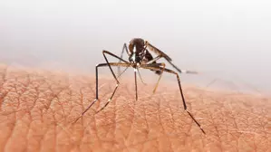 Malaria cases on rise in Rwanda Malaria cases on rise in Rwanda