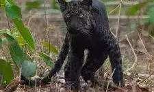 Trap cameras in Darjeeling to track movement of melanistic leopards