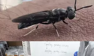 CMFRI develops eco-friendly fish feed using black soldier fly larvae