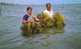 Centre notifies new norms for import of live seaweeds into country