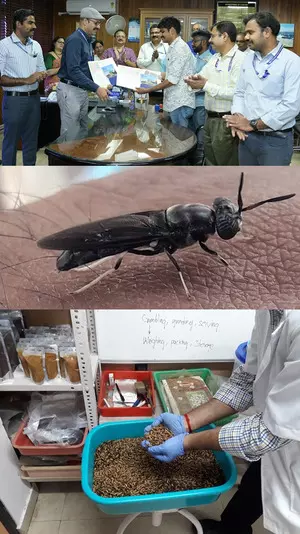 CMFRI develops eco-friendly fish feed using black soldier fly larvae CMFRI develops eco-friendly fish feed using black soldier fly larvae