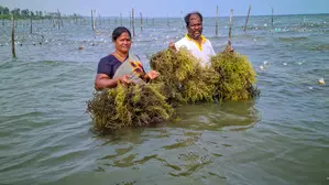 Centre notifies new norms for import of live seaweeds into country