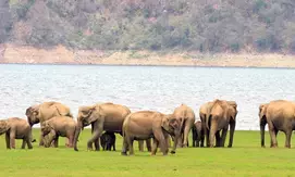 MP: Four wild elephants die, five other critical; probe underway