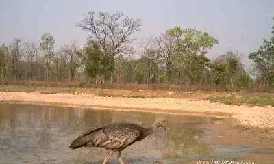 First camera trap study detects 108 wildlife, endangered species in Cambodia