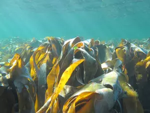 Urgent action needed to protect global kelp forests: Australian report